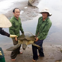 Nam Định bắt được con vích biển hiếm gặp, nặng tới 64kg