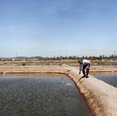 Thanh Hóa: Phát triển HTX nuôi trồng thủy sản