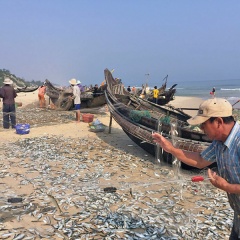 Ngư dân Quảng Điền, Phong Điền trúng đậm cá trích