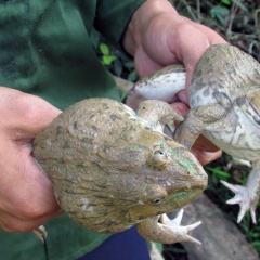 9X dân tộc Thái nuôi hàng ngàn con ếch thu bộn tiền