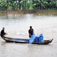 Doanh nghiệp Đồng Tháp liên kết nuôi cá tra với nông dân