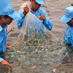 Tăng trưởng kinh tế 2019: Đột phá từ con tôm