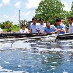 Nuôi tôm sú hai giai đoạn theo công nghệ Biofloc