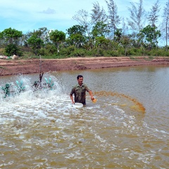 Quản lý môi trường trong nuôi tôm siêu thâm canh