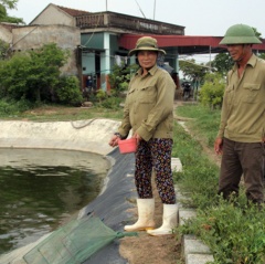 Cẩn trọng trong lựa chọn tôm giống vụ xuân hè