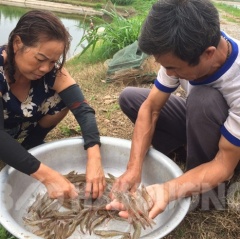 Hải Dương: Cẩn trọng khi nuôi tôm thẻ chân trắng vùng nước ngọt