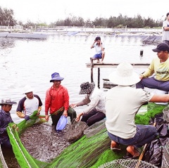 Hiệu quả từ nuôi tôm trên cát ở Triệu Phong