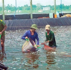 Nỗi lo thương hiệu tôm Việt