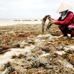 Đặc sản rong biển Tam Hải