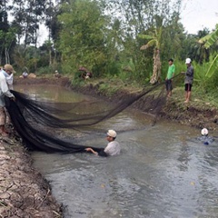 Mùa thu hoạch cá đồng