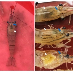 Virus SHIV gây bệnh đầu trắng trên tôm càng xanh