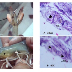 Pythium insidiosum: mầm bệnh nấm cơ hội trên tôm thẻ bố mẹ