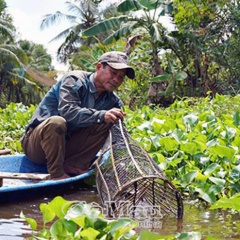 Trăn trở cá đồng