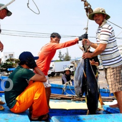 Thủy sản Việt có nguy cơ bị cấm xuất khẩu vào EU