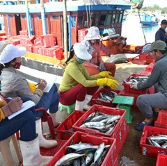 Đánh bắt vụ cá nam: Ngư dân gặp khó