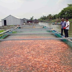 An Giang: Cá chợ lên ngôi