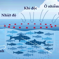 Tại sao biến đổi khí hậu gia tăng dịch bệnh trong nuôi trồng thủy sản biển?