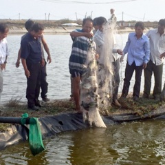 Mô hình nuôi cá chim vây vàng ở Bình Thuận