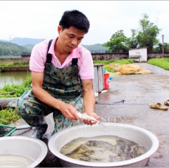 Tích cực phòng chống dịch bệnh thủy sản