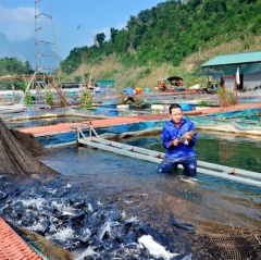 Hướng dẫn nuôi cá lồng bè trên hồ chứa