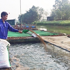 Thành công với nghề nuôi cá lồng nhờ phòng bệnh cho cá bằng tỏi