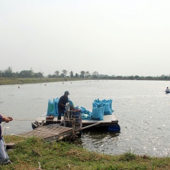 An Giang: Tín hiệu vui giá cá tra tăng trở lại