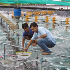 Hơn 7 tỷ đồng để nông dân nuôi tôm ứng dụng công nghệ cao