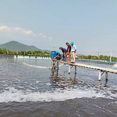 Công nghệ Semi Biofloc: Nuôi tôm chi phí thấp, lợi nhuận cao