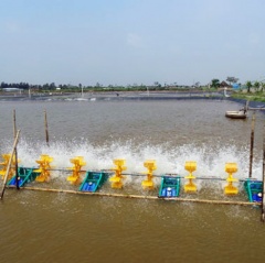 Kim Sơn - Ninh Bình: Đã thả nuôi 2.115 ha tôm