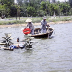 Quảng Trị: Phát triển nuôi tôm chưa tương xứng vì thiếu đầu tư