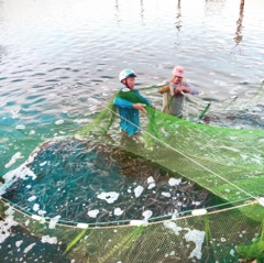 Nuôi tôm nước lợ Thái Bình: Những cách làm hay