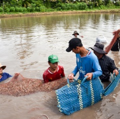 Nuôi tôm sạch để nâng cao giá trị kinh tế