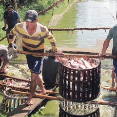 ĐBSCL: Giá cá tra nguyên liệu tăng trở lại