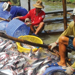 Định hướng cho thị trường cá tra