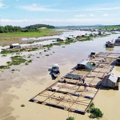 Thống kê: Hơn 338 tấn cá bè ở sông La Ngà bị chết