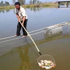 Quảng Nam: Cá lồng bè chết liên tục, người nuôi thiệt hại nặng