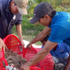 Giá tôm giảm mạnh, nông dân lo lắng