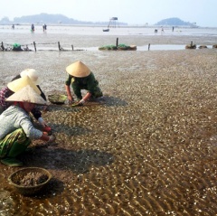 Gian nan nghề nuôi ngao Thanh Hóa