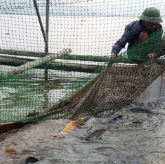Làm lồng bè, nuôi cá chép giòn trên sông Lam