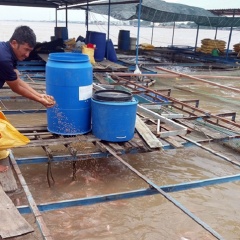 Tiền Giang: Lỗ nặng vì giá cá diêu hồng sụt giảm