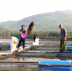 Kỳ Anh: Thu tiền tỷ từ nuôi cá lồng bè trên hồ thủy lợi