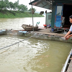 Nam Định: Phát triển nghề nuôi cá lồng cho hiệu quả kinh tế cao