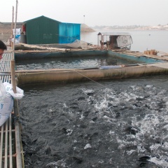 Hà Nội siết chặt quản lý nuôi trồng thủy sản lồng, bè trên sông