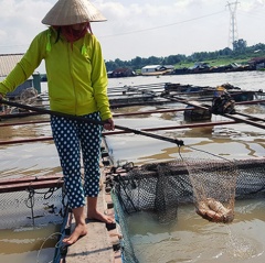 Cẩn trọng khi nuôi cá lồng trên sông lúc giao mùa