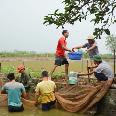 Hướng đi mới của người dân Phú Thọ trong nuôi thủy sản