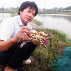 Quỳnh Lưu: Nuôi cua thương phẩm cho hiệu quả kinh tế cao