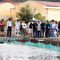 Mô hình nuôi hải sâm tại Vạn Ninh