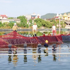 Thanh Hóa: Hướng tới nuôi trồng thủy sản bền vững