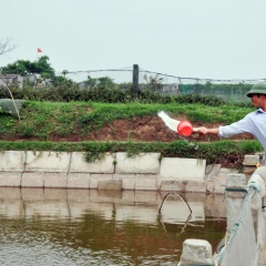 Chủ động phòng, chống bệnh đốm trắng cho tôm