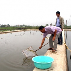 Ninh Bình: Tăng cường quản lý chất lượng tôm giống